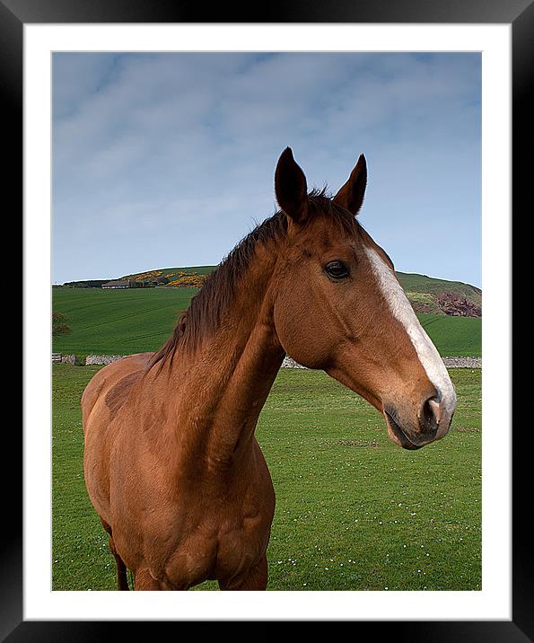 Horse Framed Mounted Print by Keith Thorburn EFIAP/b