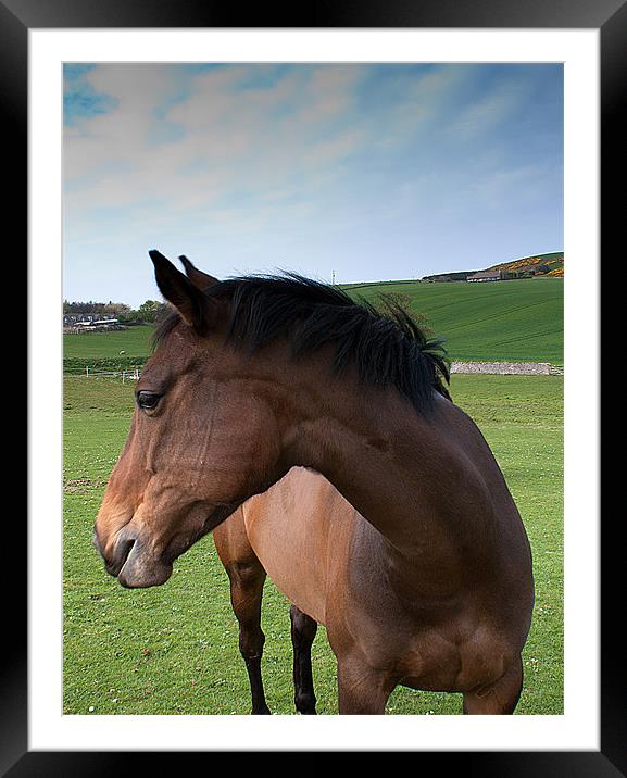 Horse Framed Mounted Print by Keith Thorburn EFIAP/b