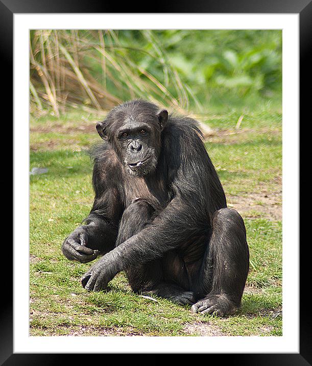 Chimpanzee Framed Mounted Print by Keith Thorburn EFIAP/b