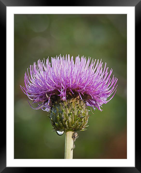 Thistle Framed Mounted Print by Keith Thorburn EFIAP/b