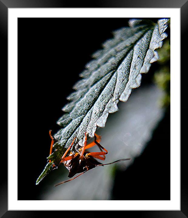 Bug hidding Framed Mounted Print by Keith Thorburn EFIAP/b