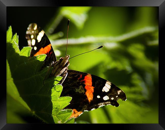 Red Admiral Framed Print by Keith Thorburn EFIAP/b