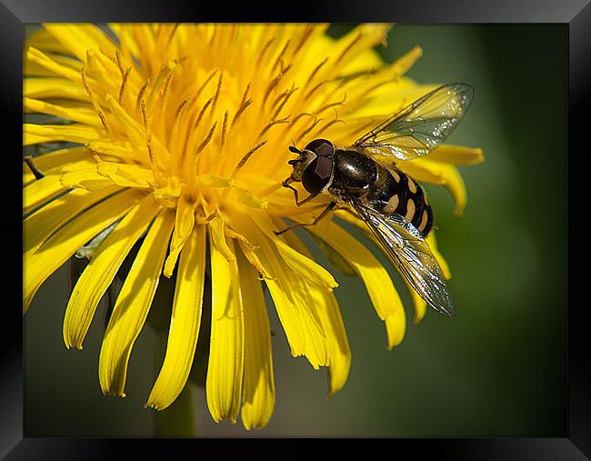 Hover Fly Framed Print by Keith Thorburn EFIAP/b