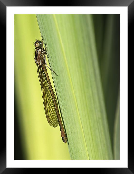 Azure Damselfly Framed Mounted Print by Keith Thorburn EFIAP/b