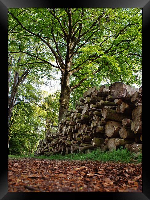 Logs in Wood Framed Print by Keith Thorburn EFIAP/b