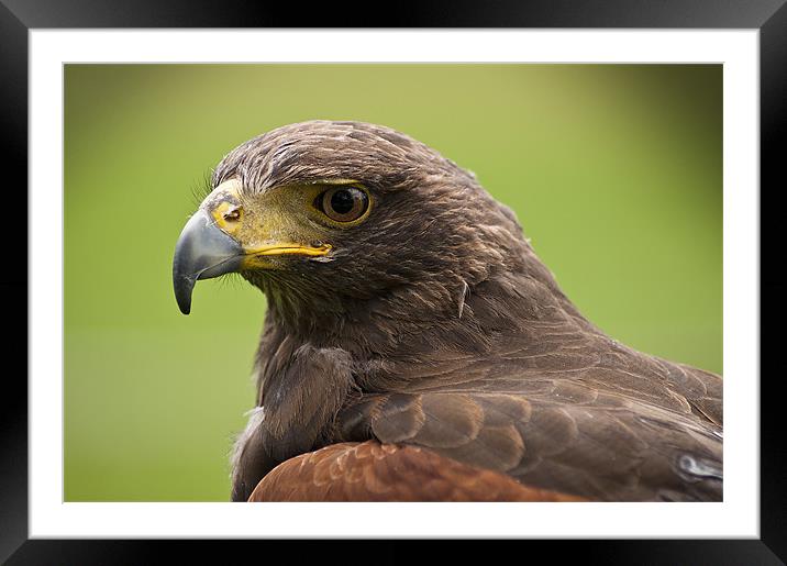 Buzzard Framed Mounted Print by Keith Thorburn EFIAP/b