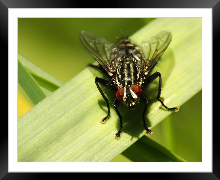 Common Flesh Fly Framed Mounted Print by Keith Thorburn EFIAP/b