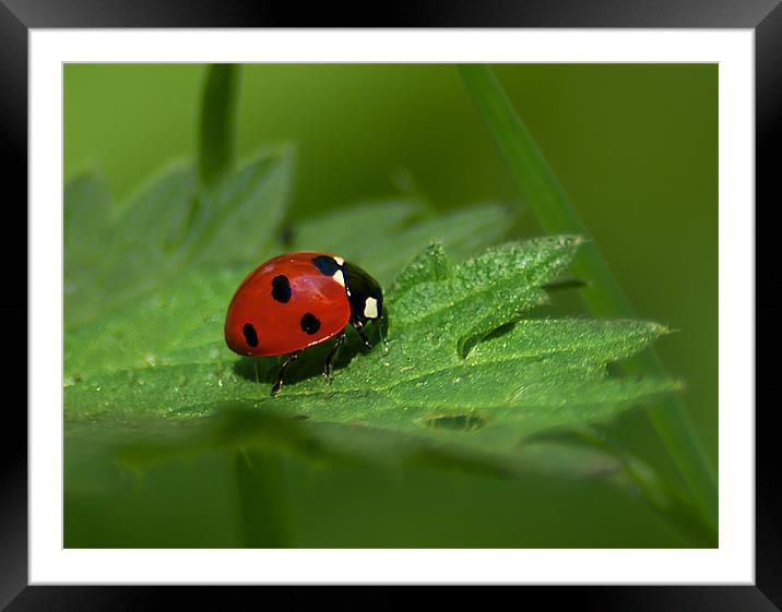 Seven Spot Ladybird Framed Mounted Print by Keith Thorburn EFIAP/b