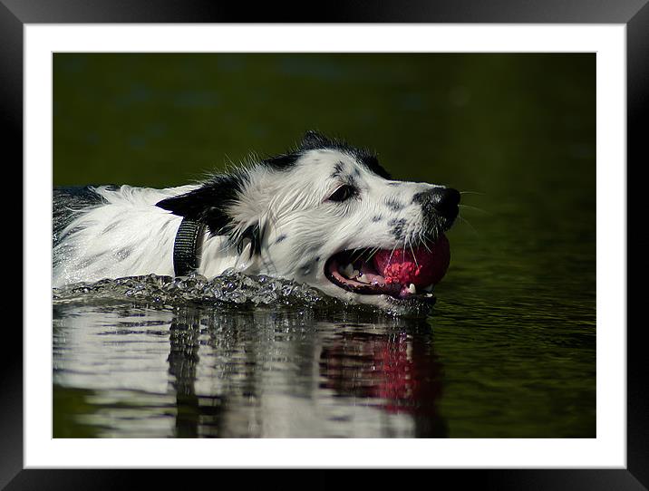Border Collie Framed Mounted Print by Keith Thorburn EFIAP/b