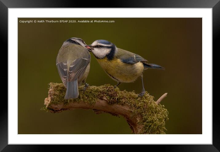 Blue Tits sharing lunch Framed Mounted Print by Keith Thorburn EFIAP/b