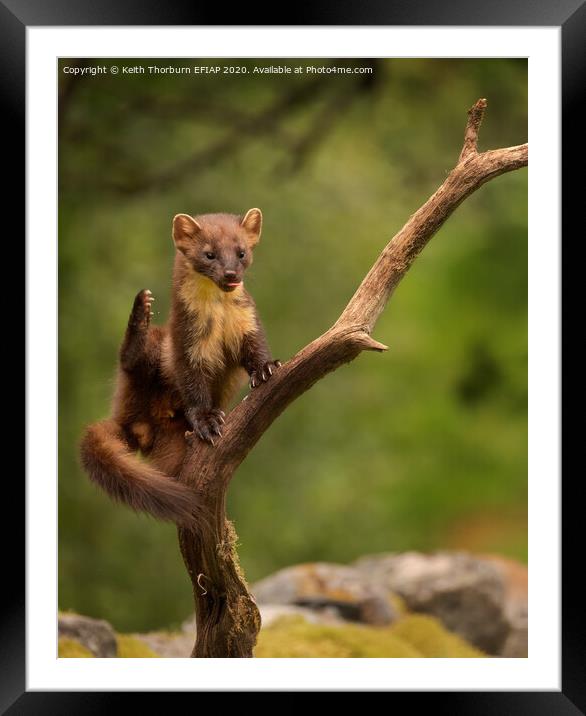 Pine Marten Framed Mounted Print by Keith Thorburn EFIAP/b