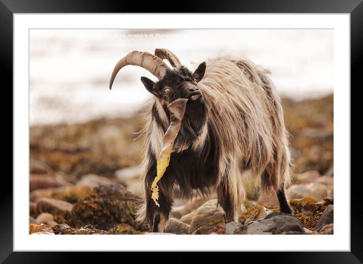 Wild Goat Framed Mounted Print by Keith Thorburn EFIAP/b