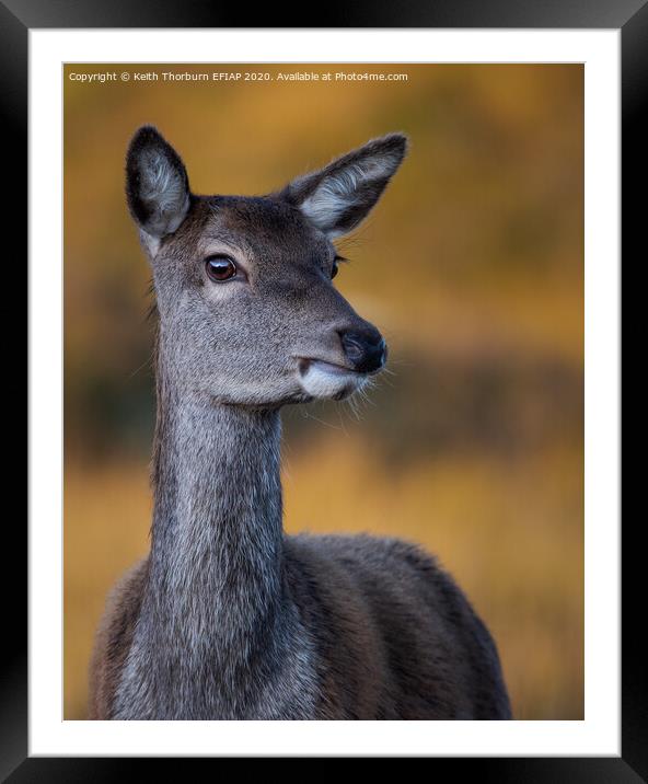Roe Deer in morning light Framed Mounted Print by Keith Thorburn EFIAP/b