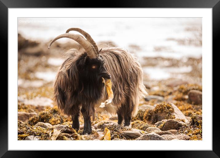 Wild Goat Framed Mounted Print by Keith Thorburn EFIAP/b