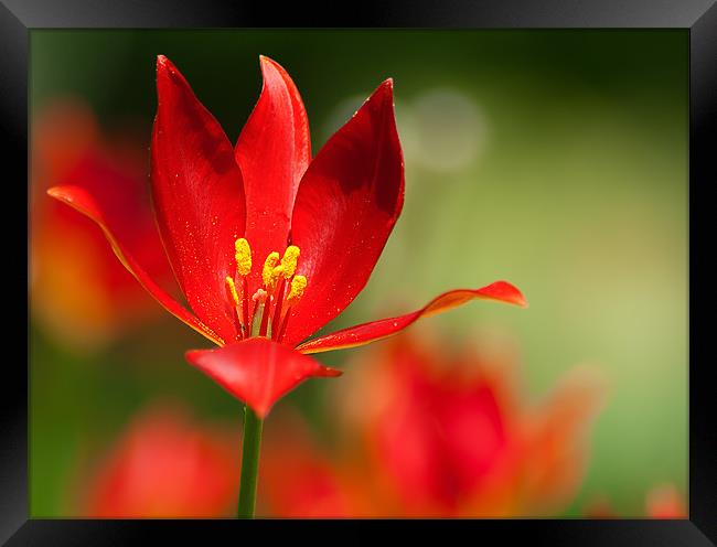 Red Flower Framed Print by Keith Thorburn EFIAP/b