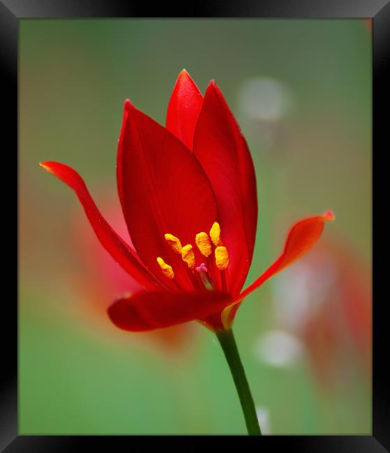 Red Flower Framed Print by Keith Thorburn EFIAP/b