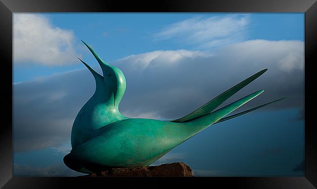 Tern Sculpture Framed Print by Keith Thorburn EFIAP/b