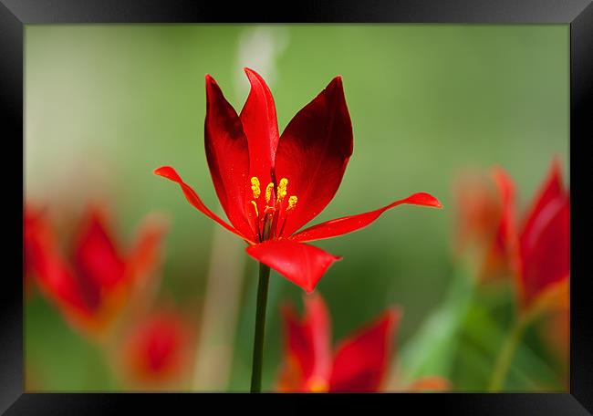 Tulipa Spengeri Framed Print by Keith Thorburn EFIAP/b