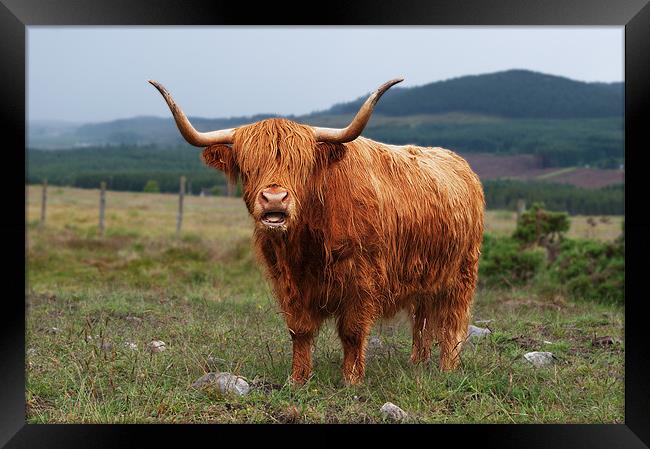 Highland Cow Framed Print by Keith Thorburn EFIAP/b