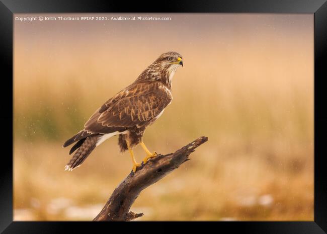 Buzzard Perched on Stick Framed Print by Keith Thorburn EFIAP/b