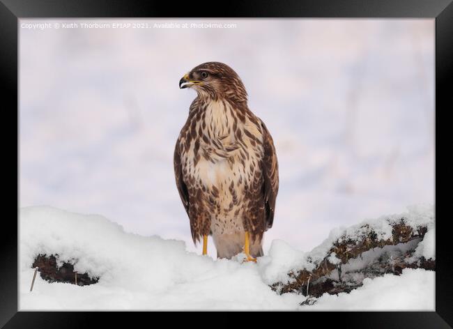 Common Buzzard Framed Print by Keith Thorburn EFIAP/b