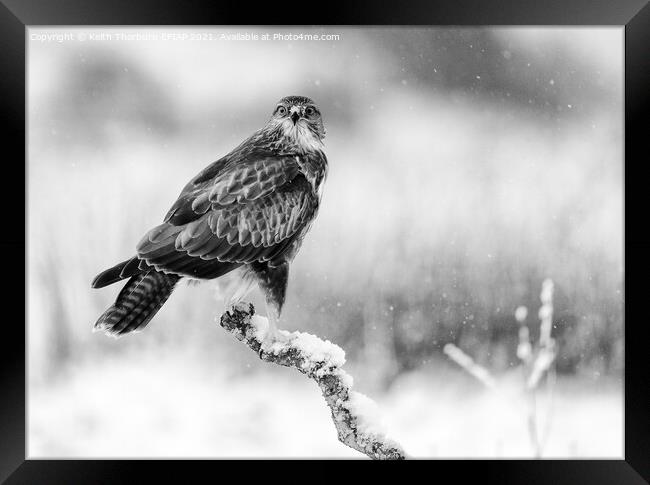 Common Buzzard Framed Print by Keith Thorburn EFIAP/b