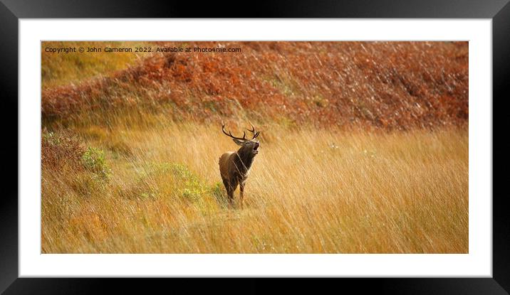 Wild Red Deer Stag during the Rutting Season. Framed Mounted Print by John Cameron
