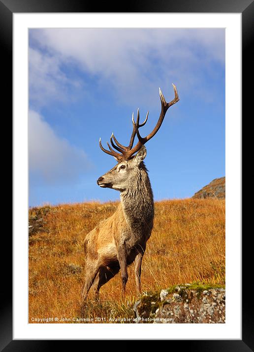 Majestic Red Deer Stag in the Scottish Highlands Framed Mounted Print by John Cameron