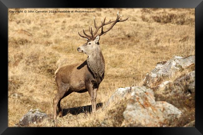 Wild Stag in the Scottish Highlands. Framed Print by John Cameron