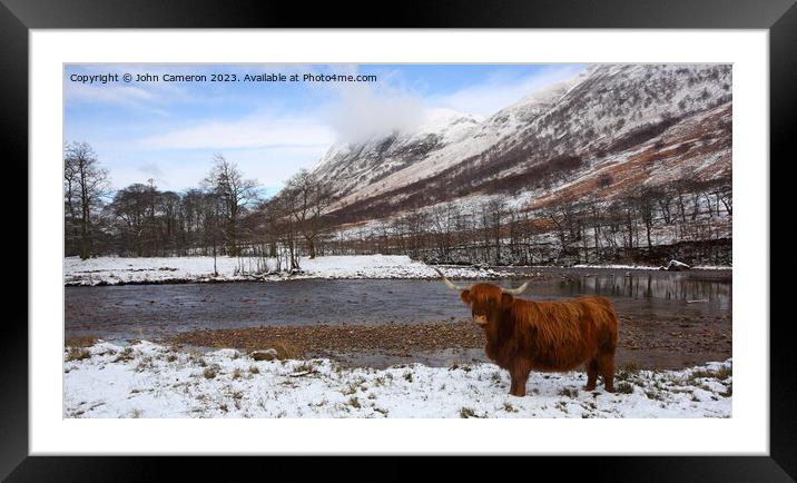 Highland Cow in Glen Nevis. Framed Mounted Print by John Cameron
