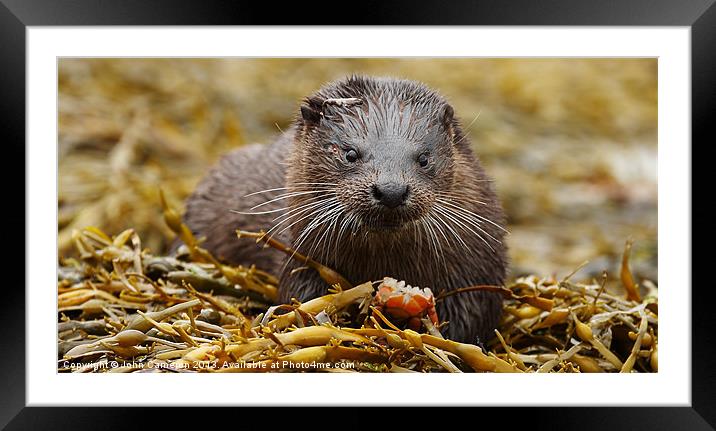 Wild Otter Framed Mounted Print by John Cameron
