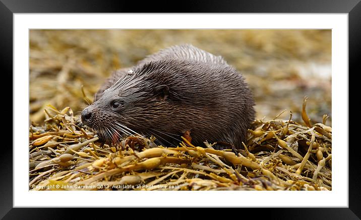 Wild Otter Framed Mounted Print by John Cameron