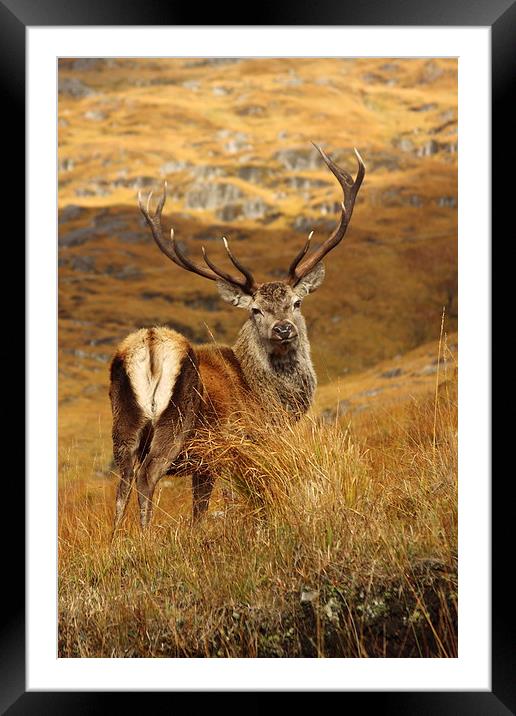 Red Deer Stag. Framed Mounted Print by John Cameron
