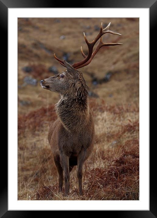 Red Deer Stag Framed Mounted Print by John Cameron
