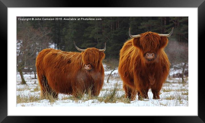Highland Cows in winter snow. Framed Mounted Print by John Cameron