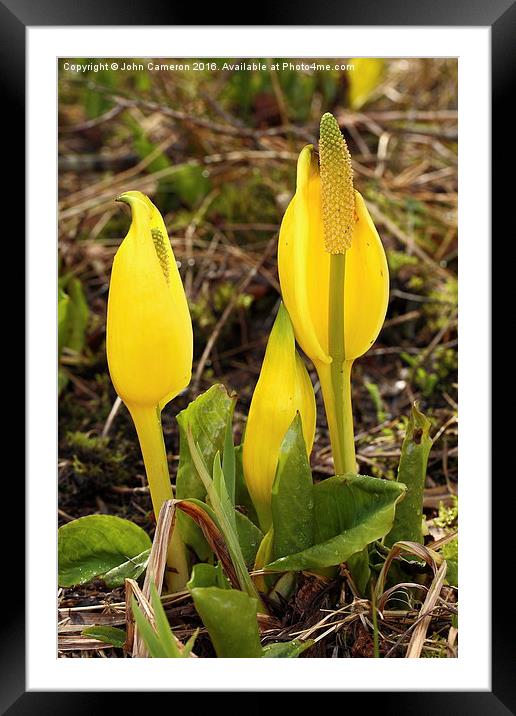 Radiant Yellow Blossom in Scottish Highlands Framed Mounted Print by John Cameron