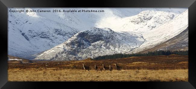 Red Deer on Rannoch Moor. Framed Print by John Cameron