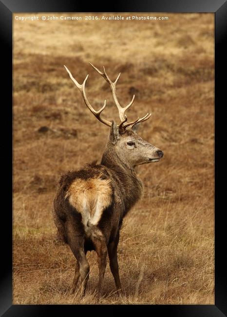 Wild Red Deer Stag. Framed Print by John Cameron