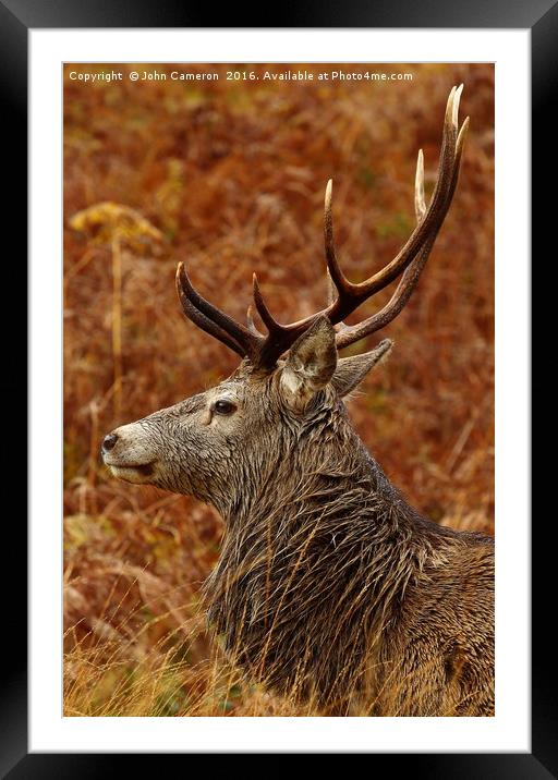 Highland Stag. Framed Mounted Print by John Cameron