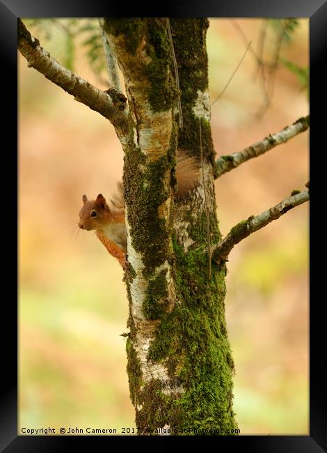 Red Squirrel on Birch Tree. Framed Print by John Cameron