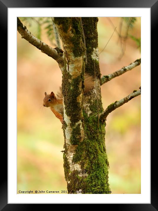 Red Squirrel on Birch Tree. Framed Mounted Print by John Cameron