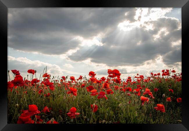 Sunlit Poppies Framed Print by J Biggadike