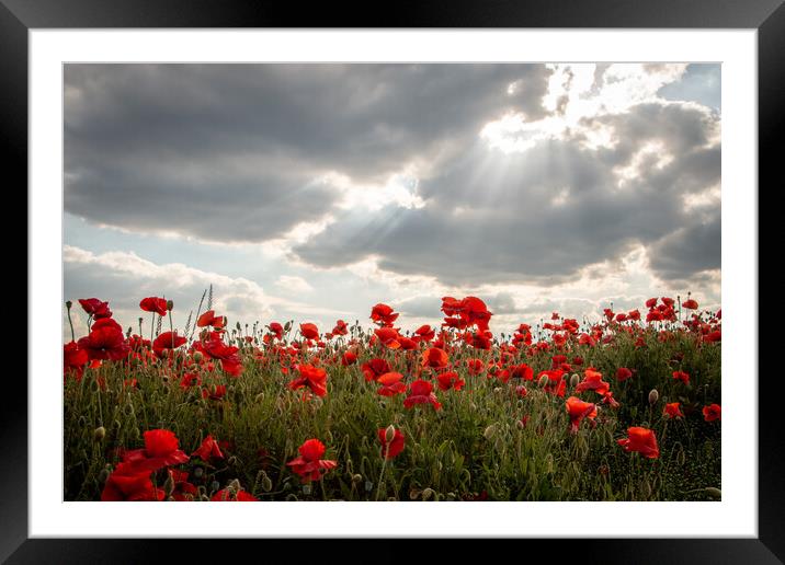 Sunlit Poppies Framed Mounted Print by J Biggadike