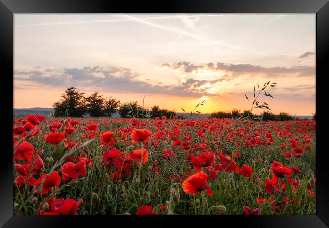 Poppy Field Summer Sunset Framed Print by J Biggadike