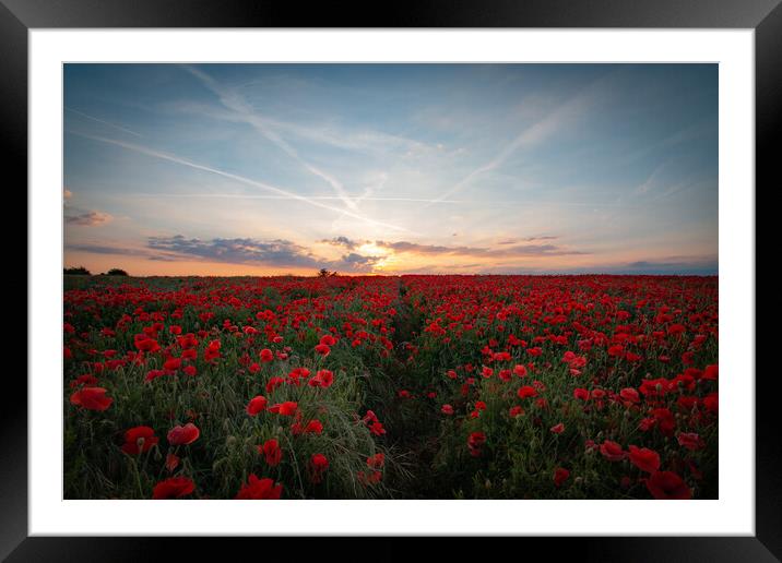 Sunset Poppy Field Framed Mounted Print by J Biggadike