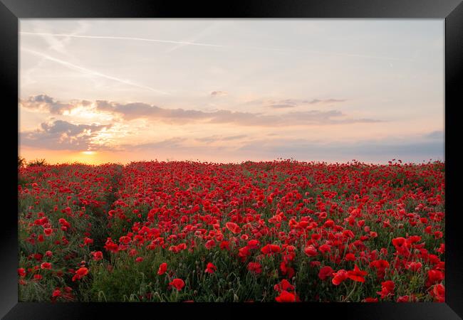 Poppy Field Sunset Framed Print by J Biggadike