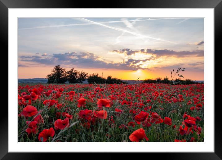 Sunset Poppies Framed Mounted Print by J Biggadike