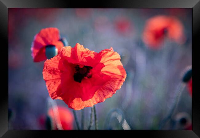 Red Poppy Framed Print by J Biggadike