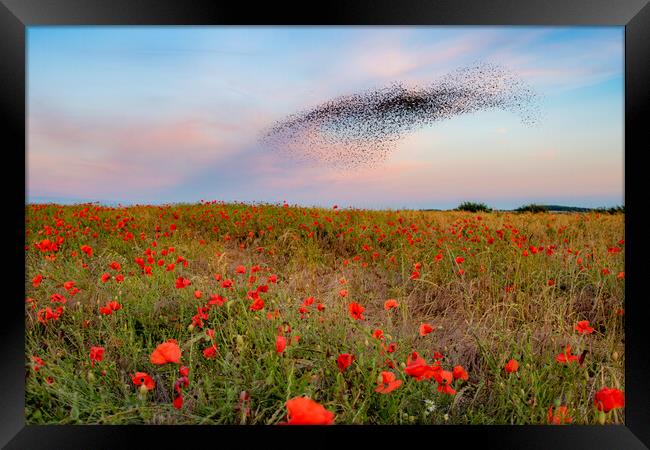 Starling Murmuration Poppy Field Framed Print by J Biggadike