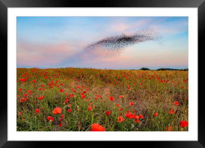 Starling Murmuration Poppy Field Framed Mounted Print by J Biggadike